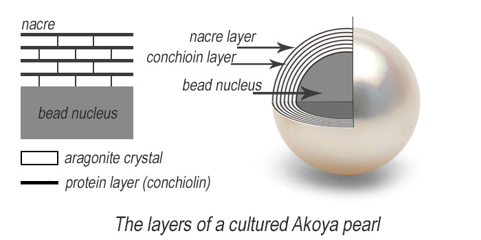 cross-section-pearl-nacre-layers-akoya